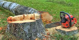 Best Storm Damage Tree Cleanup  in Hinckley, IL