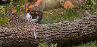 Best Fruit Tree Pruning  in Hinckley, IL
