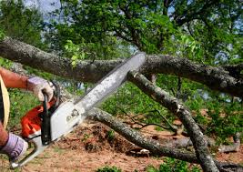 Best Root Management and Removal  in Hinckley, IL
