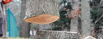 Reliable Hinckley, IL Tree Services Solutions