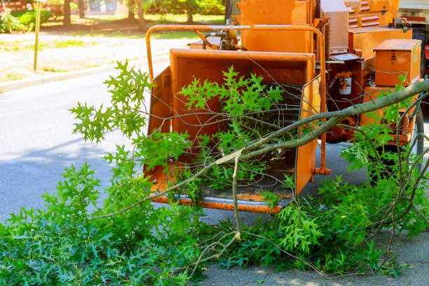 Best Lawn Maintenance Plans  in Hinckley, IL