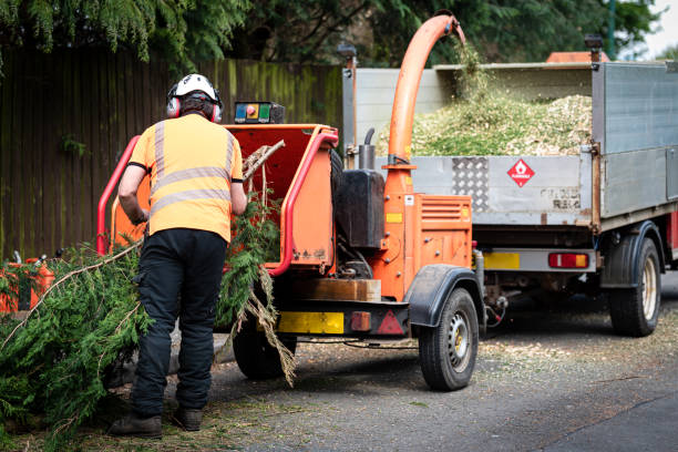 Best Lawn Renovation and Restoration  in Hinckley, IL