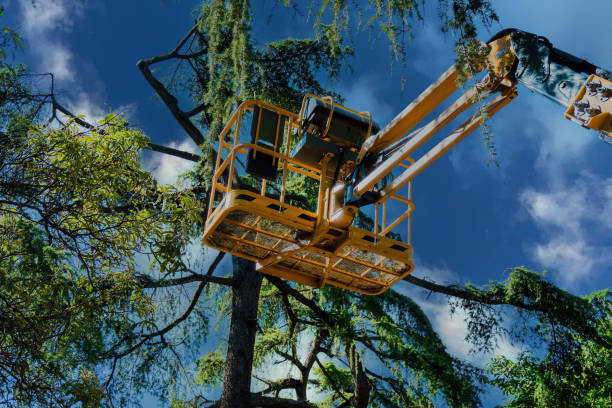 Best Tree Trimming and Pruning  in Hinckley, IL