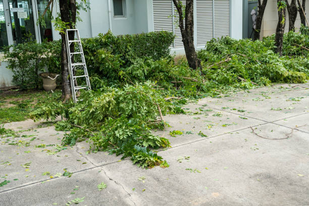 How Our Tree Care Process Works  in  Hinckley, IL