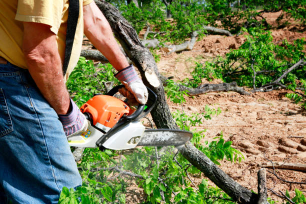 Best Utility Line Clearance  in Hinckley, IL
